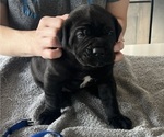 Small #34 Cane Corso