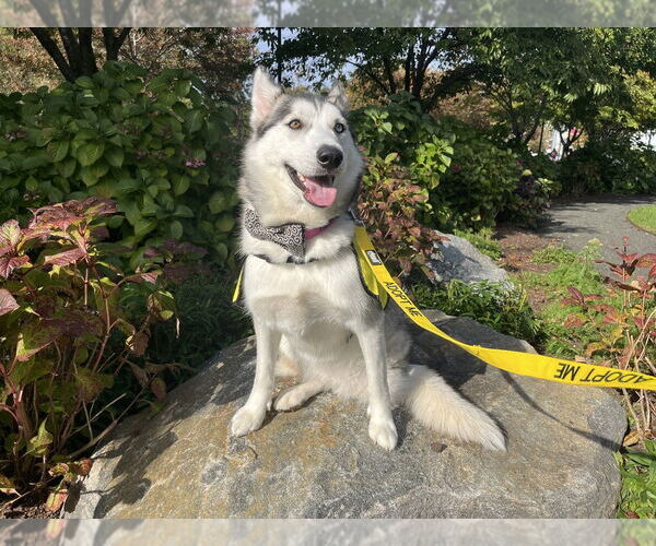 Medium Photo #1 Siberian Husky-Unknown Mix Puppy For Sale in New York, NY, USA