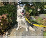Small Siberian Husky Mix