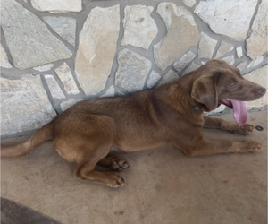 Mother of the American Pit Bull Terrier-Labrador Retriever Mix puppies born on 05/09/2025
