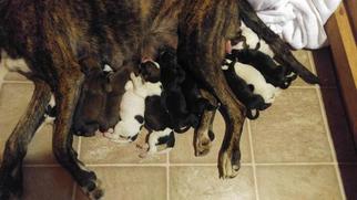 Boxer-Great Dane Mix Puppy for sale in PENDLETON, SC, USA