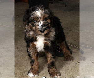 Aussiedoodle Puppy for Sale in MIAMI, Florida USA