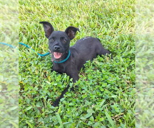 Teeny (TX) - Male Mutt Dog for Adoption - Photo #4