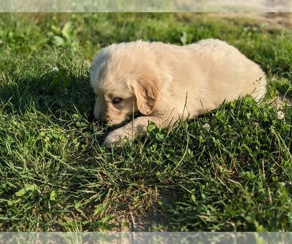 Medium Photo #7 Golden Retriever Puppy For Sale in WOOSTER, OH, USA