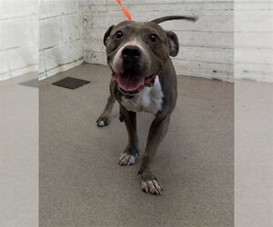 Mutt Dogs for adoption in San Bernardino, CA, USA