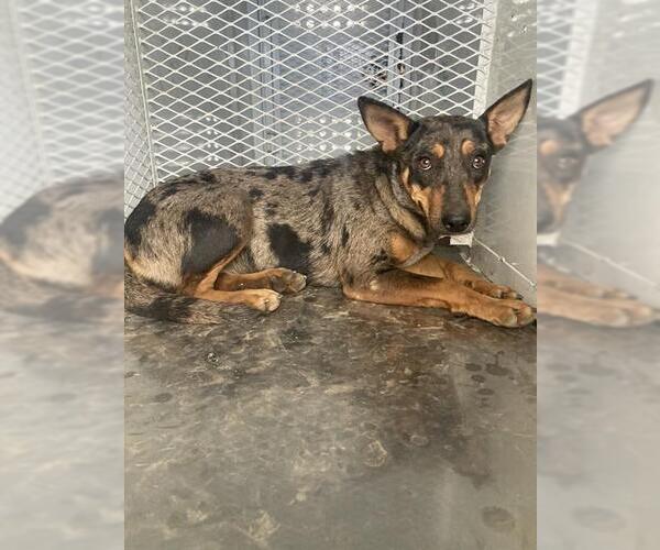 Medium Photo #1 Texas Heeler Puppy For Sale in Bakersfield, CA, USA