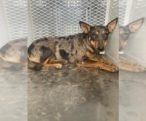 Texas Heeler Dogs for adoption in Bakersfield, CA, USA