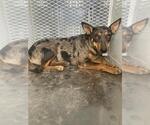 Small Texas Heeler
