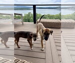 Small #7 Black Mouth Cur-German Shepherd Dog Mix