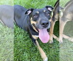 Small #3 German Shepherd Dog Mix