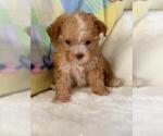Small #15 Poodle (Toy)