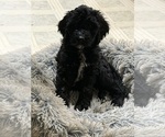 Litter of 10 - Male(s) and Female(s) Goldendoodle mix (+ Poodle Standard)Litter of Puppies for Sale - Photo #9
