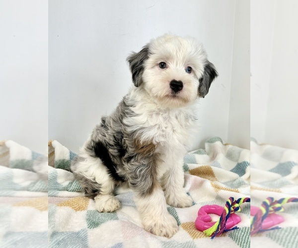 Medium Photo #4 Miniature Bernedoodle Puppy For Sale in FRANKLIN, IN, USA