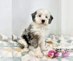 Small #3 Miniature Bernedoodle
