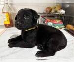Small #4 Shepradors