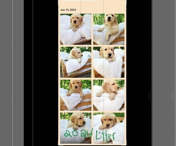 Medium Photo #18 Golden Retriever Puppy For Sale in ROCKFORD, MI, USA