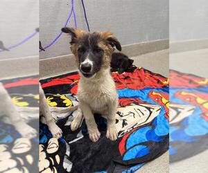Chihuahua-Unknown Mix Dogs for adoption in Las Vegas, NV, USA