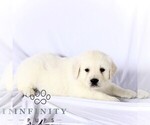 Small #4 English Cream Golden Retriever