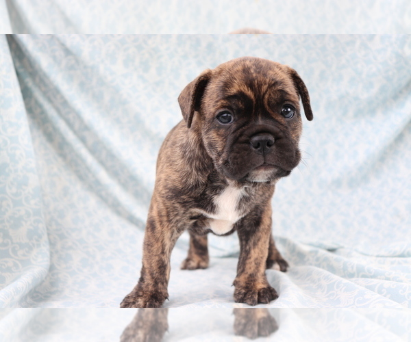 Medium Photo #3 French Bulldog Puppy For Sale in SHILOH, OH, USA