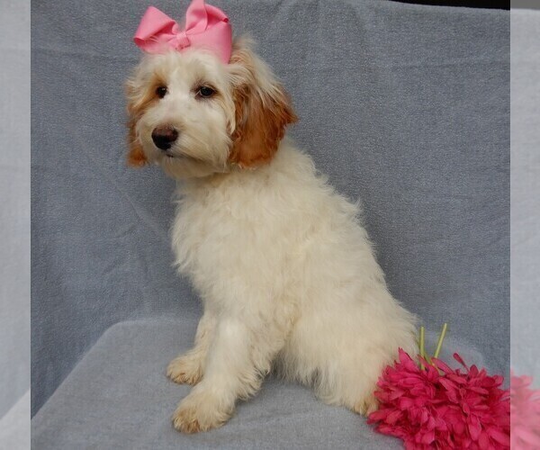 Medium Photo #10 Goldendoodle (Miniature) Puppy For Sale in MILLERSBURG, OH, USA