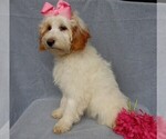 Small Photo #10 Goldendoodle (Miniature) Puppy For Sale in MILLERSBURG, OH, USA
