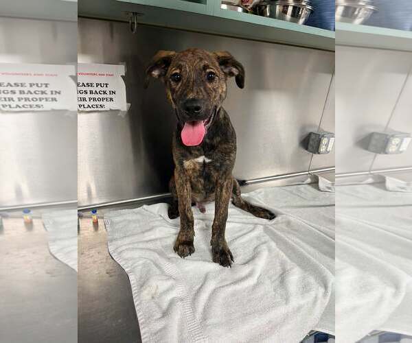 Medium Photo #1 Plott Hound-Unknown Mix Puppy For Sale in Rowlett, TX, USA