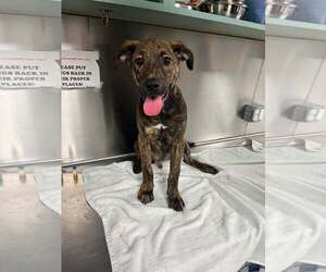 Plott Hound-Unknown Mix Dogs for adoption in Rowlett, TX, USA