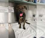 Small Plott Hound Mix