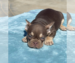 Small #40 French Bulldog