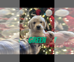 Golden Retriever Puppy for sale in FAYETTEVILLE, TN, USA