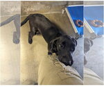 Small Photo #2 Labrador Retriever-Retriever  Mix Puppy For Sale in NEWPORT NH, NH, USA