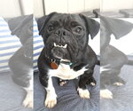 Small #2 Bulldog Mix