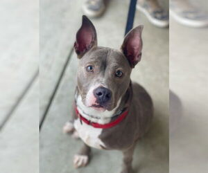 Mutt Dogs for adoption in Mount Laurel, NJ, USA
