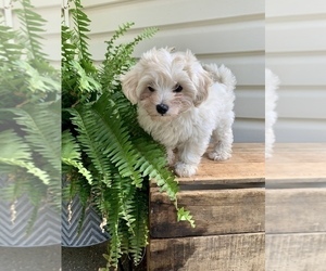 Maltipoo Puppy for sale in KNOB NOSTER, MO, USA