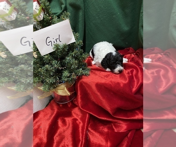 Medium Photo #2 Sheepadoodle Puppy For Sale in WASHINGTON, IA, USA