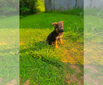 Small #19 German Shepherd Dog