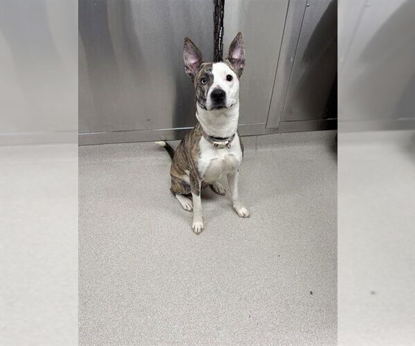 Medium Photo #1 Mutt Puppy For Sale in Fairbanks, AK, USA