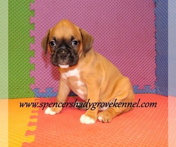 Medium Photo #4 Boxer Puppy For Sale in CABOOL, MO, USA