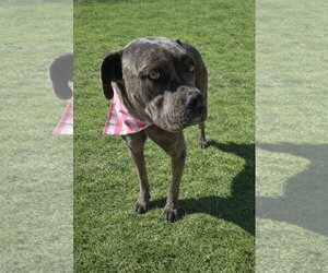Freesia - Female Mutt Dog for Adoption - Photo #5