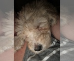 Small Photo #19 Labradoodle-Poodle (Standard) Mix Puppy For Sale in EMMITSBURG, MD, USA