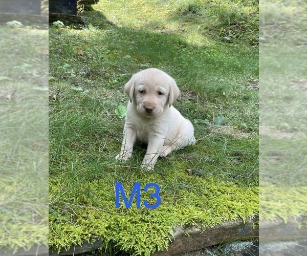 Medium Photo #7 Labrador Retriever Puppy For Sale in INEZ, KY, USA