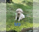 Small #6 Labrador Retriever