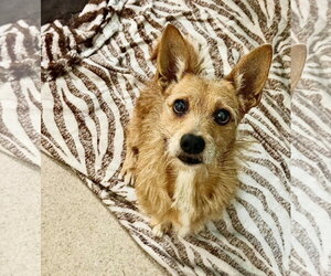 Mutt Dogs for adoption in Woodbury, NY, USA