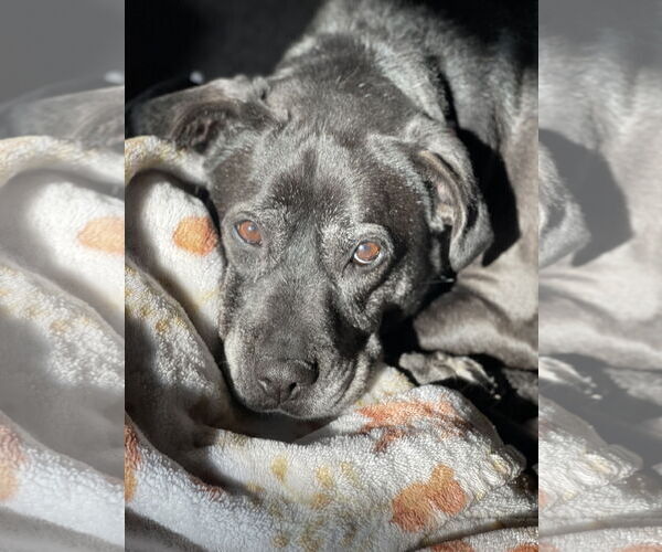 Medium Photo #16 Boxer-Unknown Mix Puppy For Sale in Mount Laurel, NJ, USA