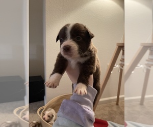 Australian Shepherd Puppy for sale in FAYETTEVILLE, NC, USA