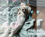 Small Photo #6 Maltese-Unknown Mix Puppy For Sale in Lake Forest, CA, USA