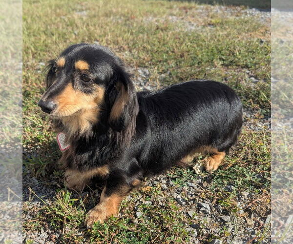 Medium Photo #3 Dachshund Puppy For Sale in Shelbyville, TN, USA