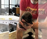 Small #1 Cane Corso