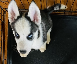 Siberian Husky Puppy for sale in POPLAR GROVE, IL, USA