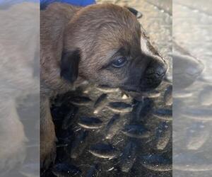 Mutt Dogs for adoption in HESPERIA, CA, USA